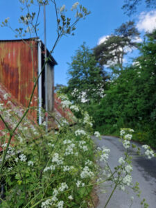 Cow parsley bursting out from a verge lining a quiet country lane with a farm building in the background