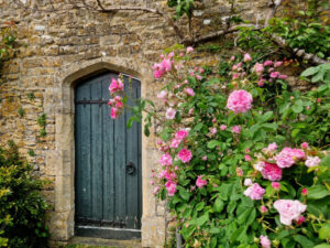 A blue wooden door in an old wall with bright pink roses to the right.,