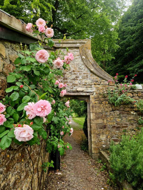 Stone arch with an open door. Pink roses are climbing up the wall to the right of the photo.