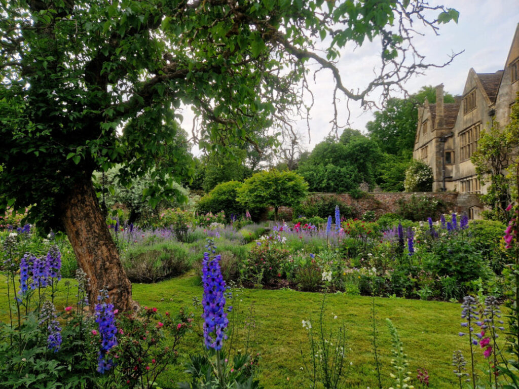 Photo of a country house garden. An old tree and blue hollyhocks to the left, the manor house to the right.
