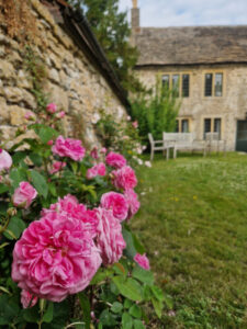 Pink roses growing against an old stone wall. A stone cottage is in the background.
