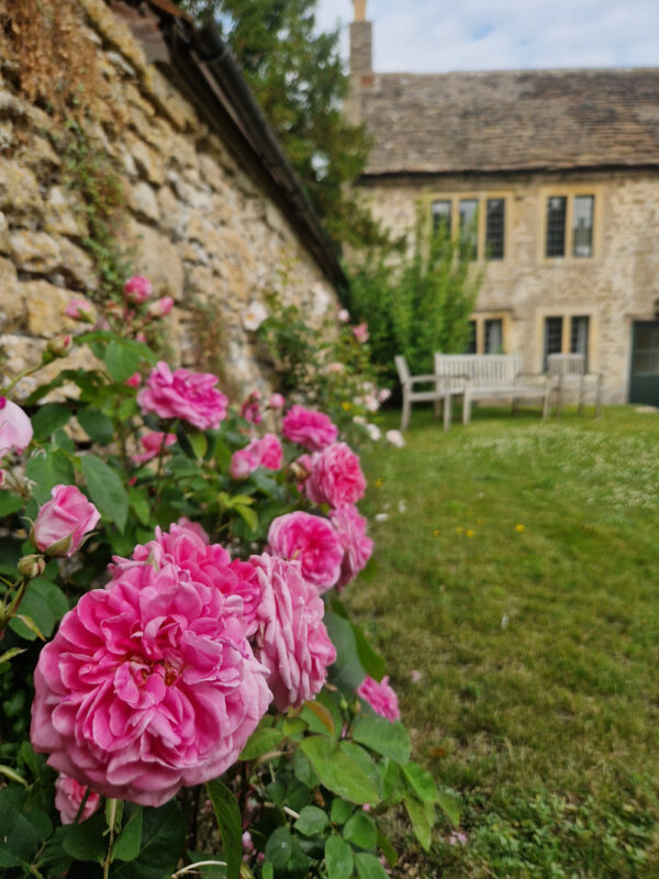 Pink roses growing against an old stone wall. A stone cottage is in the background.