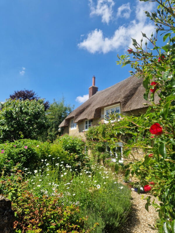 A Dorset thatched cottage with red roses around the gate.