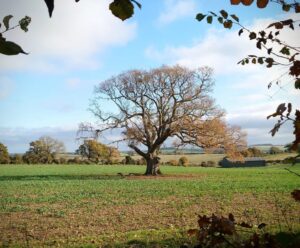 A lone tree standing in a field. It's red-brown leaves are almost all fallen.