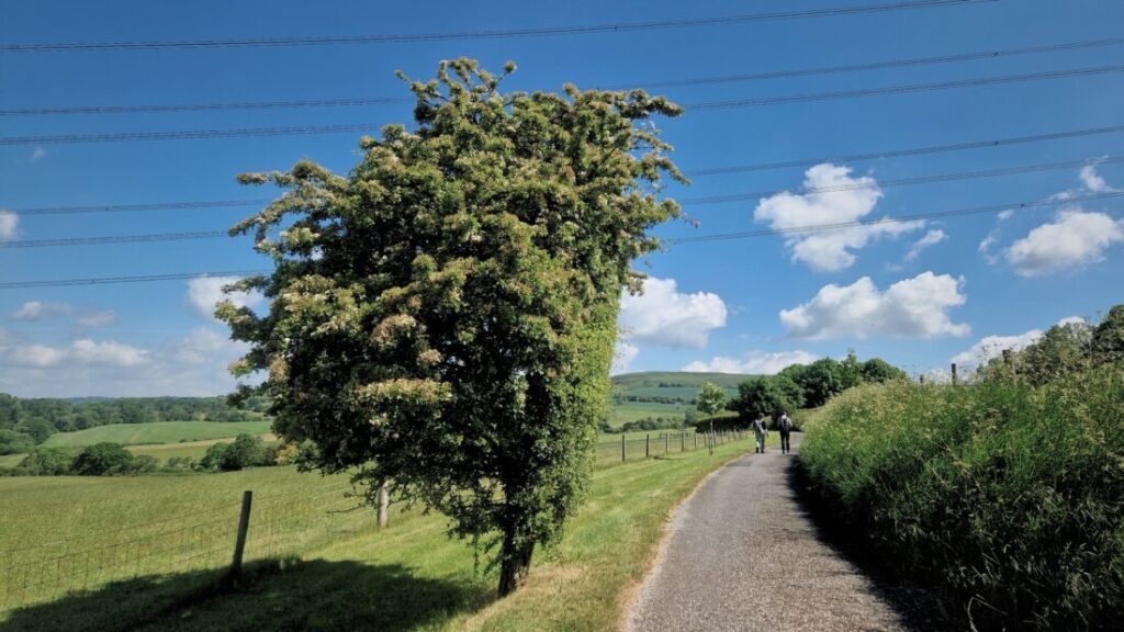 A tree standing next to a quiet single-track country lane