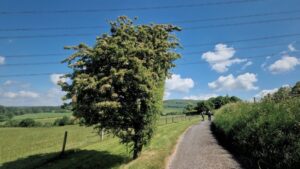A tree standing next to a quiet single-track country lane