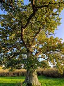 An oak tree with golden autumnal leaves