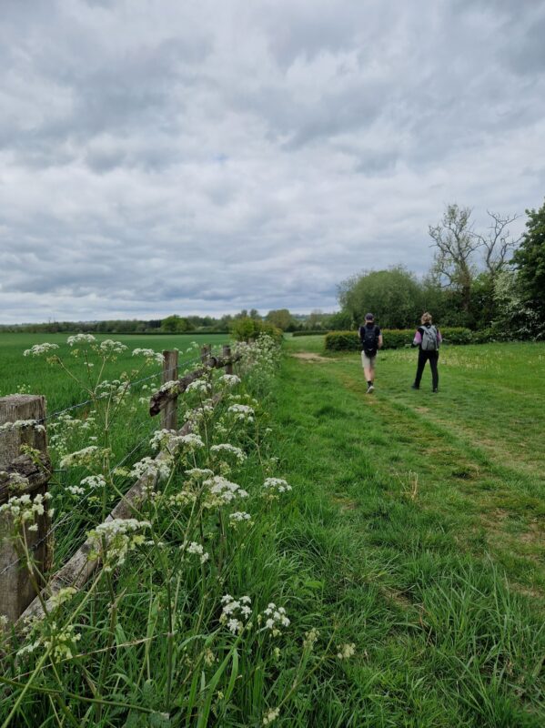 Two people walking along a path in a field with sprays of cowparsley in the foreground