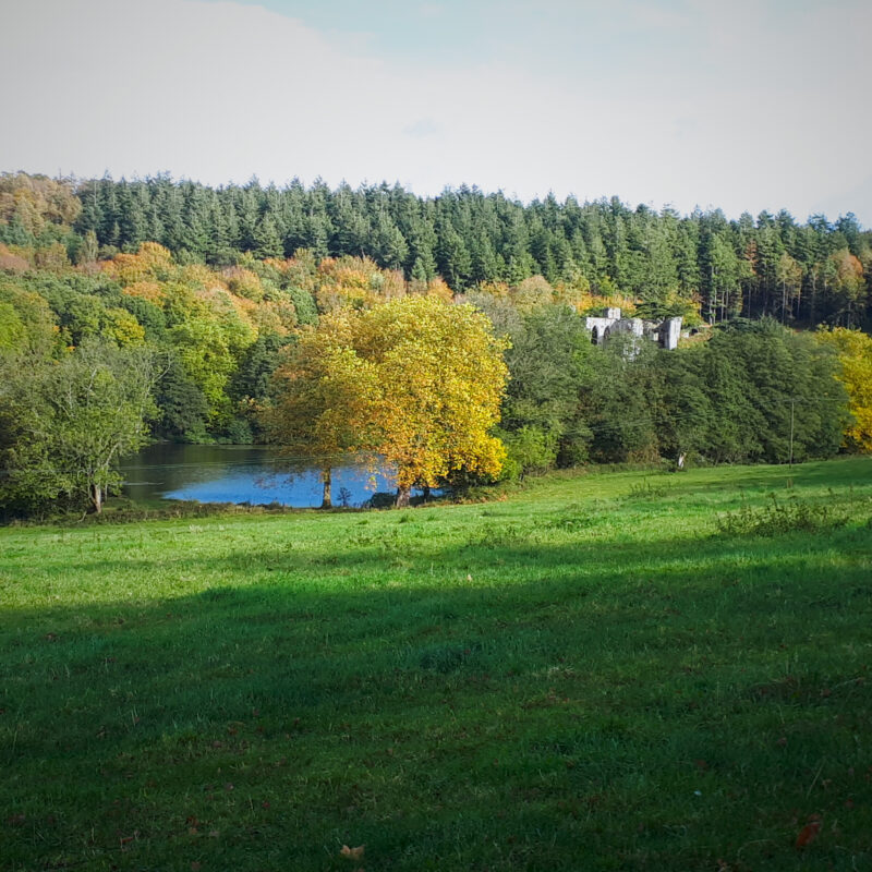 Autumnal trees around a lake with a green field in the foreground