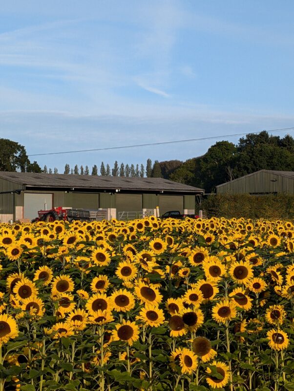 A field of sunflowers