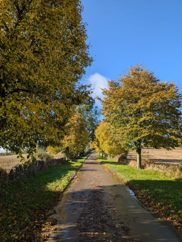 Quiet country lane flanked by trees with bright autumnal foliage