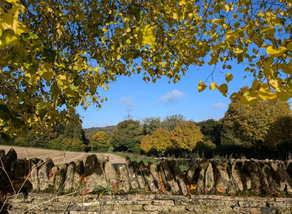 A drystone wall with fields behind it and autumnal leaves framing the sky around it.