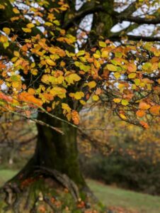 Tree with bright orange, red and brown autumn leaves