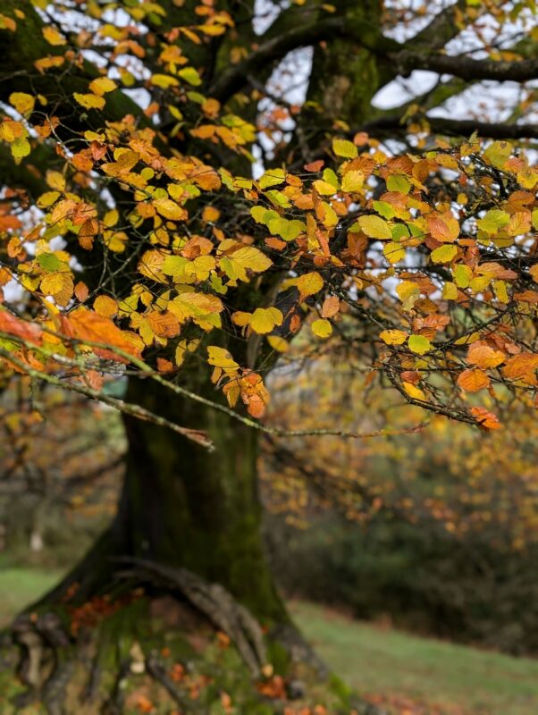 Tree with bright orange, red and brown autumn leaves