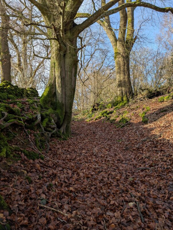 Footpath in woods covered with fallen autumn leaves