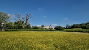 A field full of buttercups with a thatched cottage in the distance