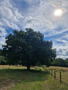 An oak tree standing in a field next to a fence on a bright summer's day