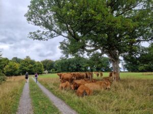 Two people walking on a track in a field past a herd of cows resting under a tree
