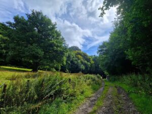 Dirt track running past a field with an oak tree on the left and more trees on the right. Two walkers are in the distance.