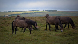 A small group of wild ponies on Exmoor