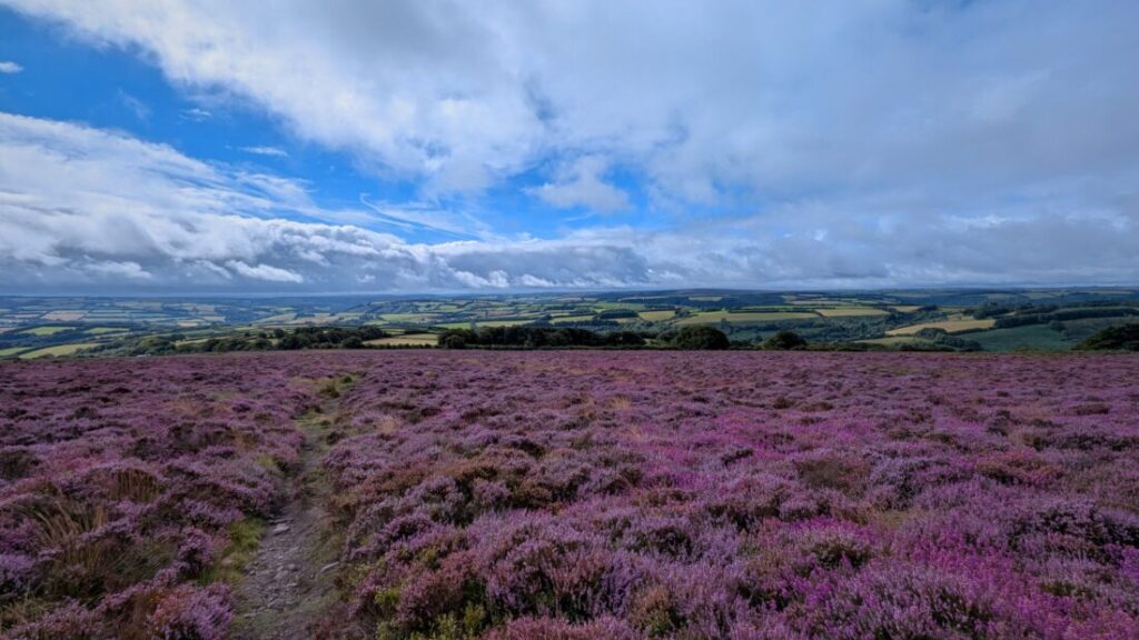 View of a footpath through bright purple heather on Exmoor