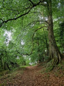 A leaf-strewn path in woodland