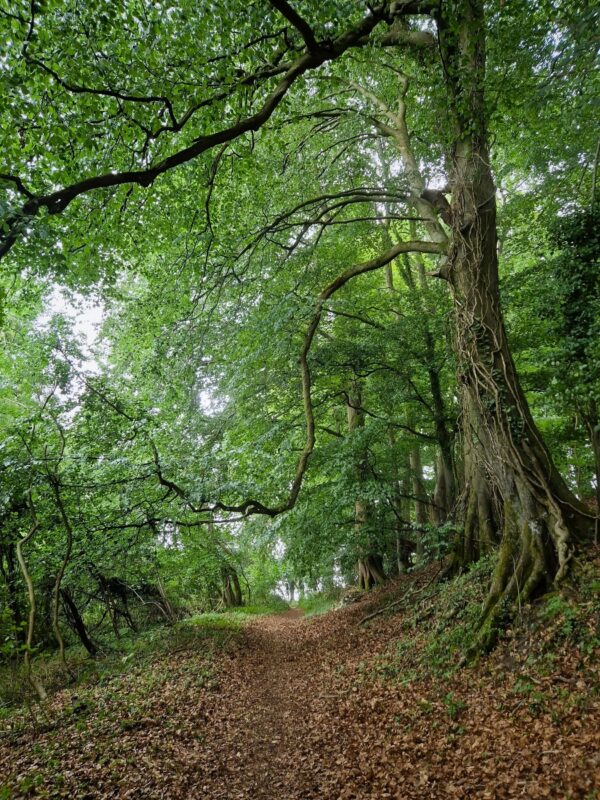 A leaf-strewn path in woodland