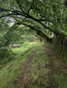 A row of trees overhanging an old footpath on Exmoor