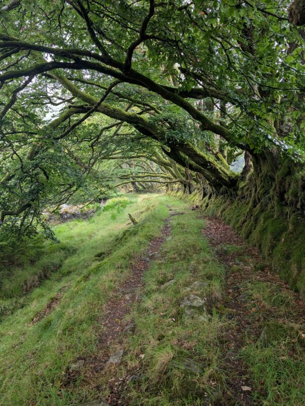 A row of trees overhanging an old footpath on Exmoor