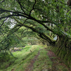 A foot path passing under a canopy of green trees