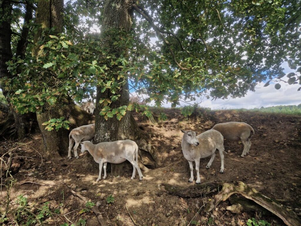 Sheep taking gathered around an oak tree