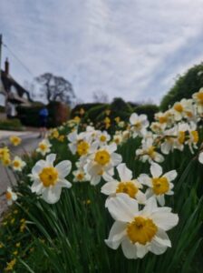 Daffodils growing on a verge next to a lane