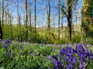Bluebells in woodland