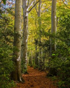 A path covered in rust red leaves weaving through trees with autumnal leaves