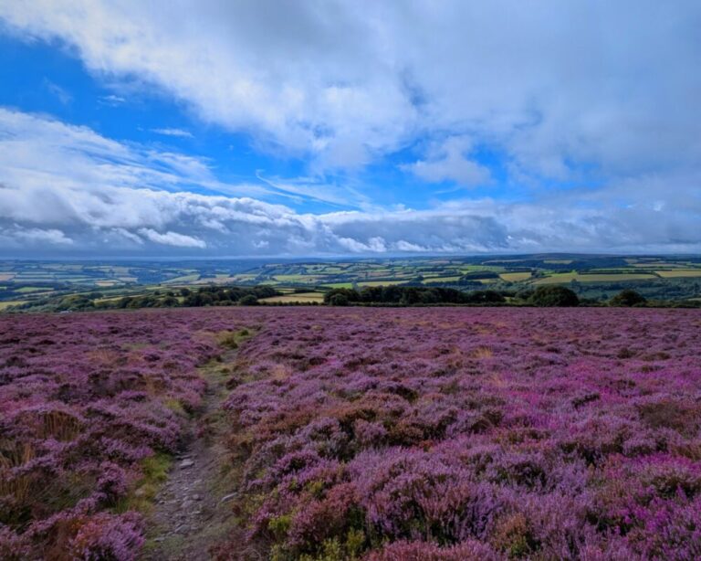 A footpath winding its way through purple heather on Exmoor. Green fields stretch off behind into the distance.