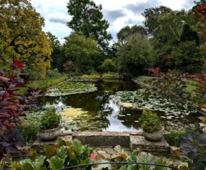 A square lake with lily pads on it, surrounded by trees and plants with a stone walkway and pots in the foreground