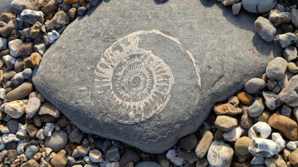 Ammonite fossil on the beach