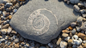 Ammonite fossil on the beach