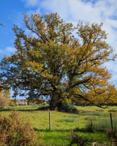 A beautiful old tree with a canopy of leaves in autumn reds and browns