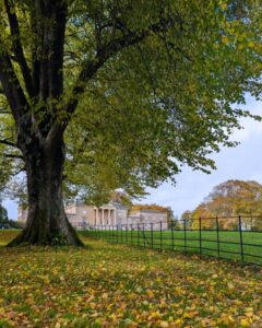 A large tree yellow-gold autumnal leaves. The ground is also carpeted with leaves and there is a grand country estate in the background.