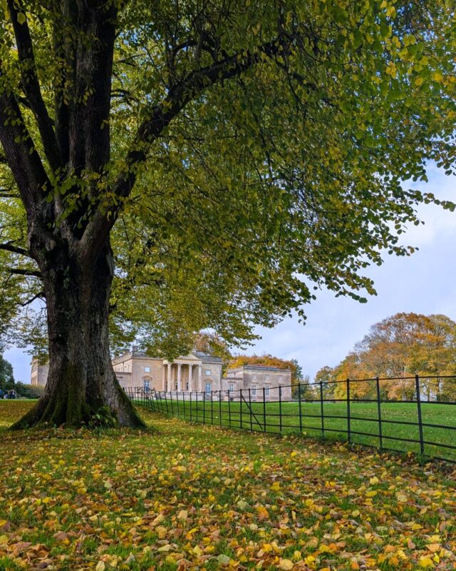 A large tree yellow-gold autumnal leaves. The ground is also carpeted with leaves and there is a grand country estate in the background.