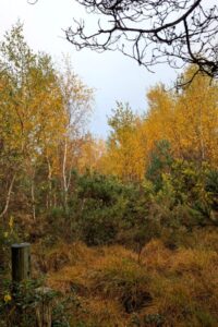 View of bright orange autumnal woodland