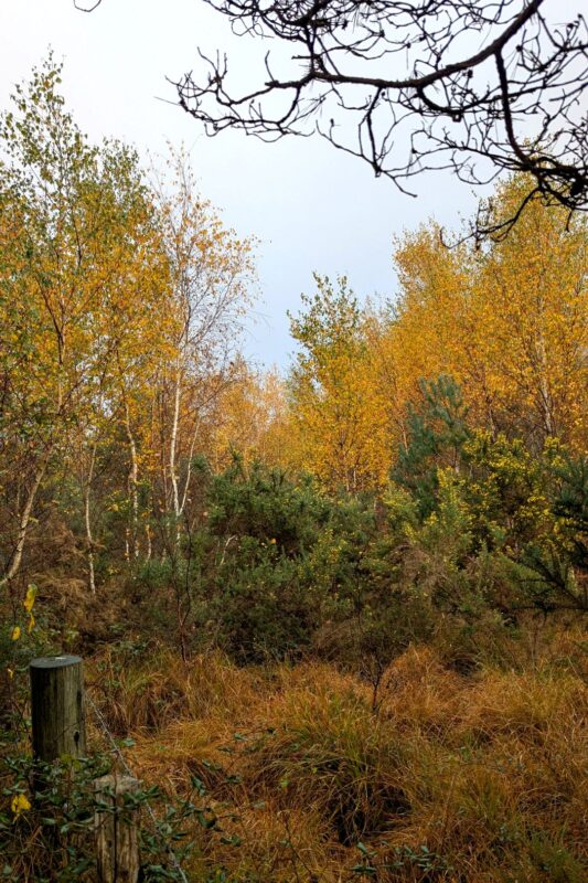 View of bright orange autumnal woodland