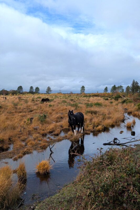 An Exmoor pony stands in a marshland looking at the photographer.