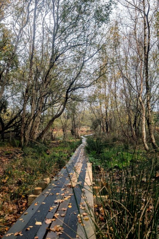 A wooden walkway leading through autumnal woodland with bare trees and leaves all over the ground.