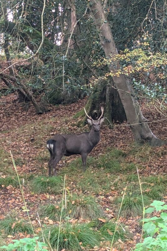 A stag in woodland looking at the photographer