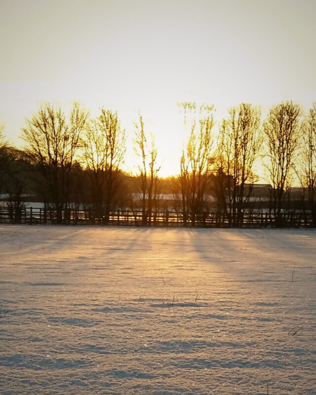 A winter landscape with snow on the ground and sunlight glinting through bare trees at the edge of the field.