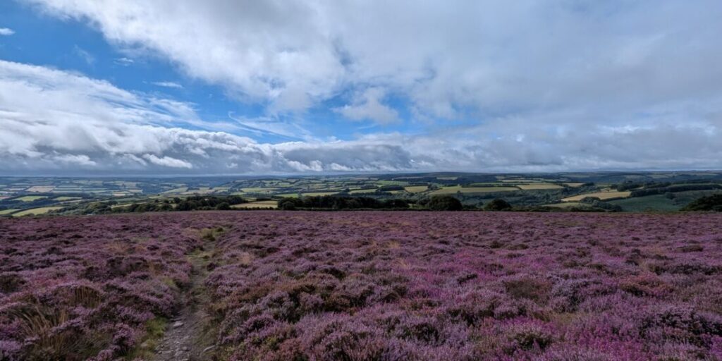 A view of the moor covered in purple heather with a footpath running through on the left.
