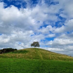 A single tree in full leaf on top of a hill in Somerset.