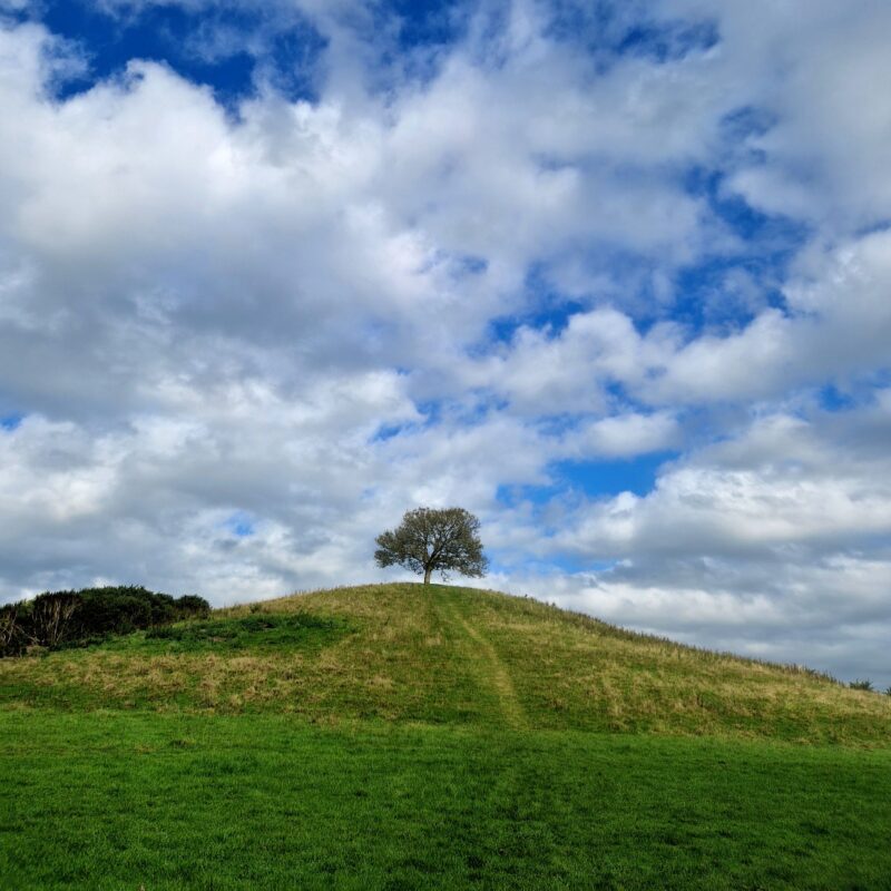 A single tree in full leaf on top of a hill in Somerset.
